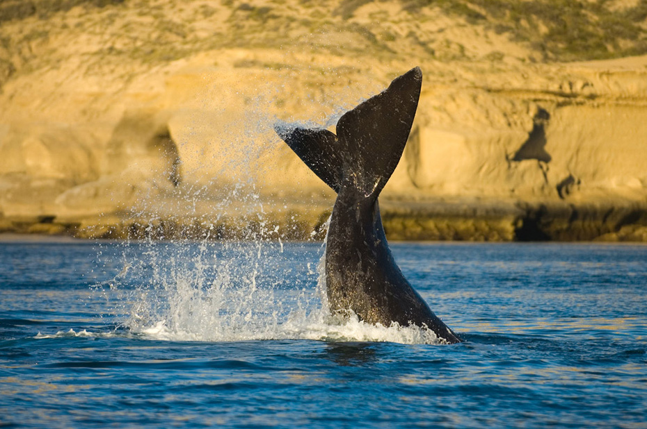  Аргентина: киты приплывают к побережью