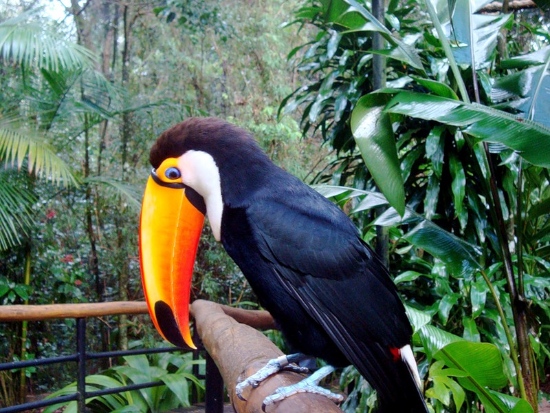 Парк Птиц Парк Птиц