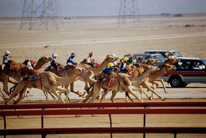 Верблюжьи бега в Абу Даби