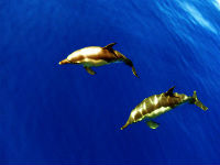Португалия. Плавание с дельфинами