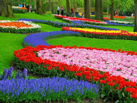 Парк цветов Койкенхоф в Нидерландах